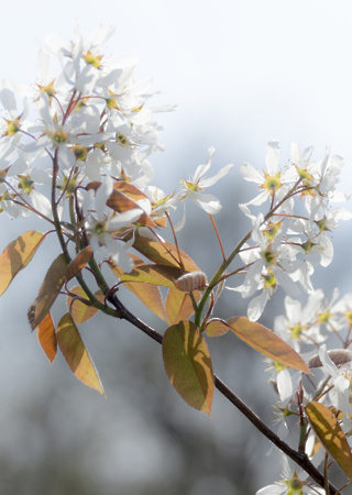 Amelanchier laevis