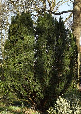 Taxus baccata Fastigiata