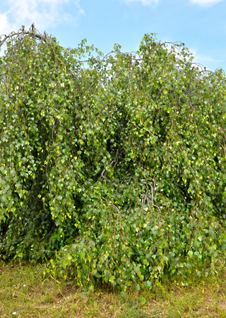 Betula pendula Youngii