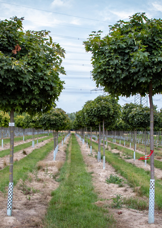 Acer platanoides Globosum