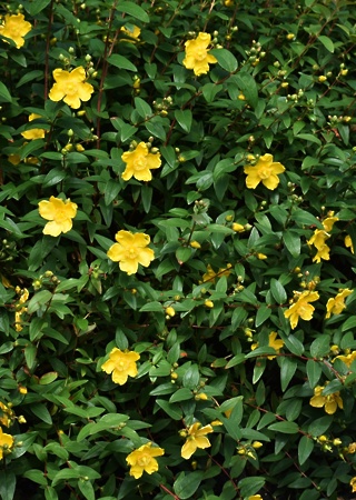 Hypericum hidcote