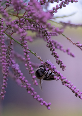 Tamarix Ramosissima Rubra