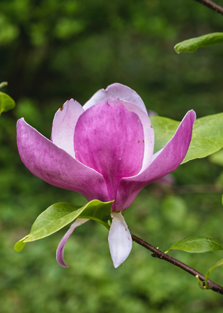 Magnolia obovata Purpurea