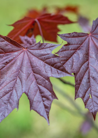 Acer platanoides Royal Red