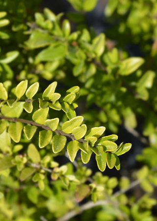 Lonicera nitida Maigrun