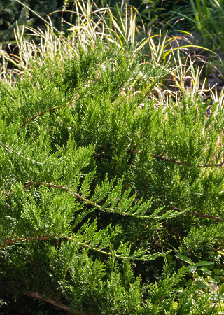 Juniperus sabina Tamariscifolia