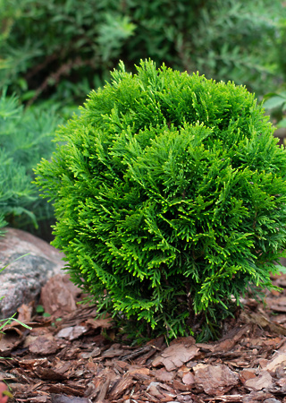 Thuja occidentalis Danica