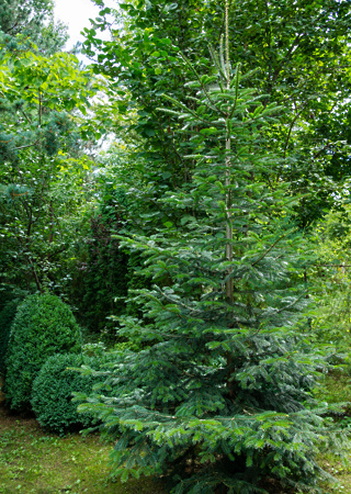 Abies nordmanniana