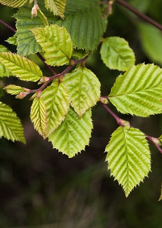 Carpinus betulus