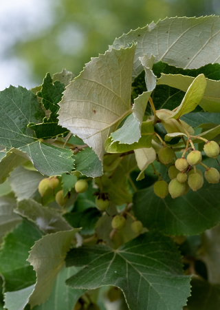 Tilia tomentosa