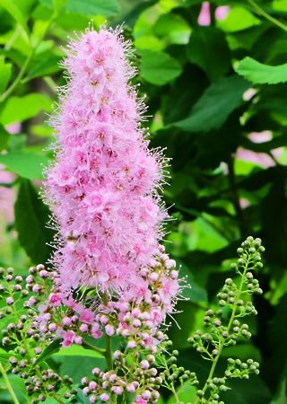 Spiraea billardii