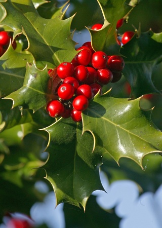 Ilex aquifolium