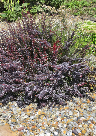 Berberis th. Atropurpurea Nana