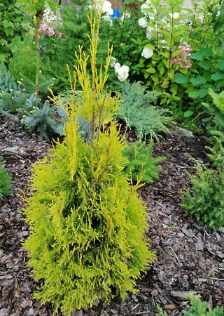 Thuja occidentalis Aurea