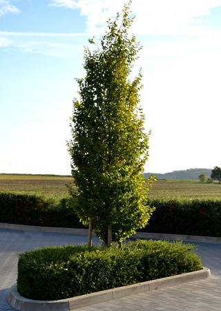 Carpinus betulus Fastigiata