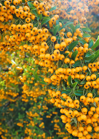 Pyracantha c. Solei d´or