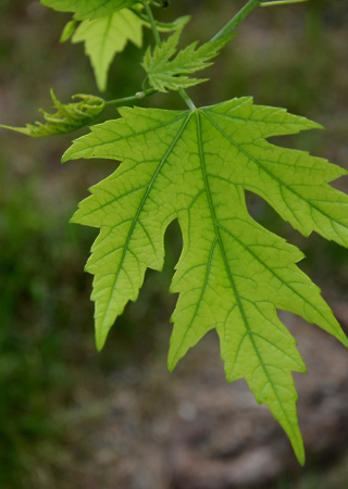 Acer sacharinum