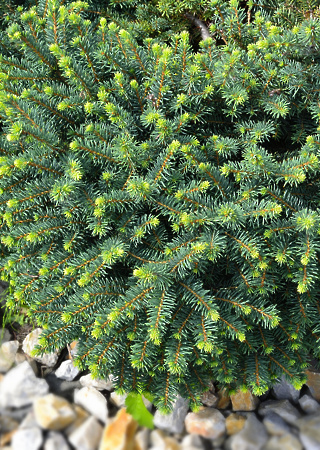 Picea omorika Karel