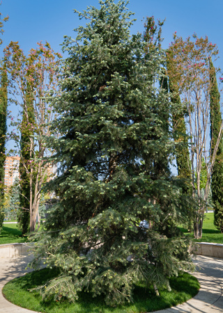 Abies concolor