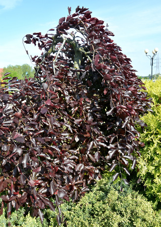 Fagus sylvatica Purpurea Pendula