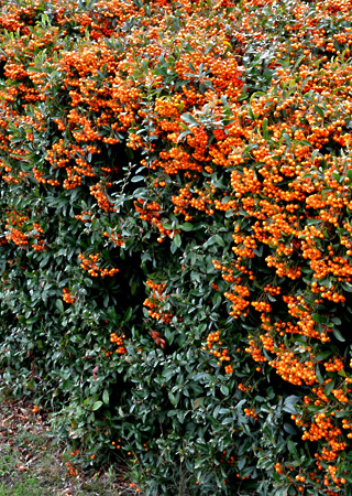 Pyracantha coccinea Orange Glow