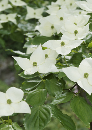 Cornus kousa Chinensis