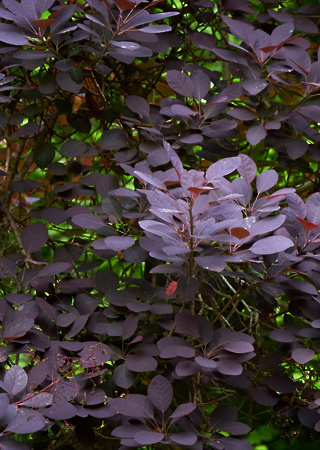 Cotynus coggygria Royal Purple