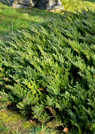 juniperus