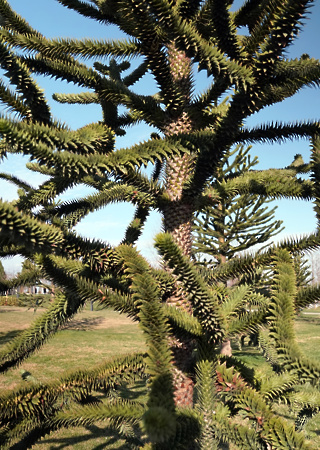 Araucaria araucana