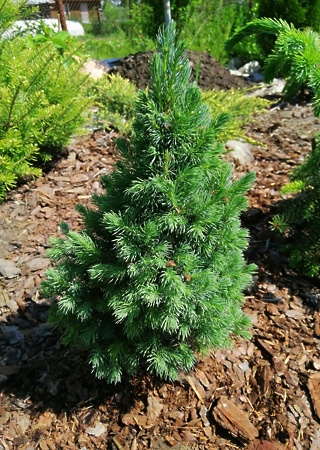 Picea glauca Sanders Blue