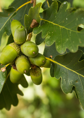 Quercus petraea