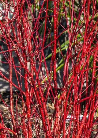 Cornus alba Sibirica