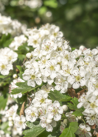 Crataegus leavigata