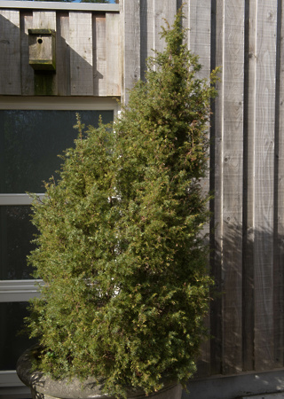 Juniperus communis Hibernica