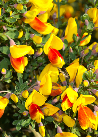 Cytisus scoparius Andreanus