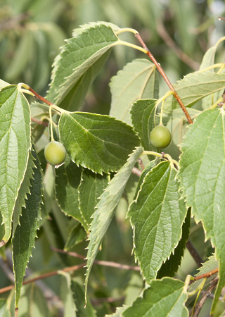 Celtis australis