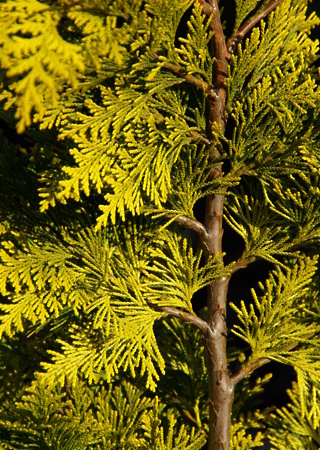 Thuja occidentalis Sunkist