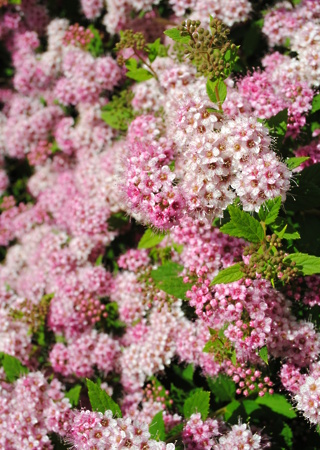 Spiraea japonica Shirobana