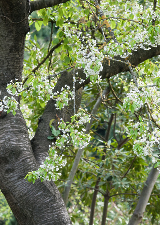 Prunus avium