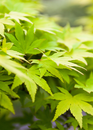 Acer palmatum