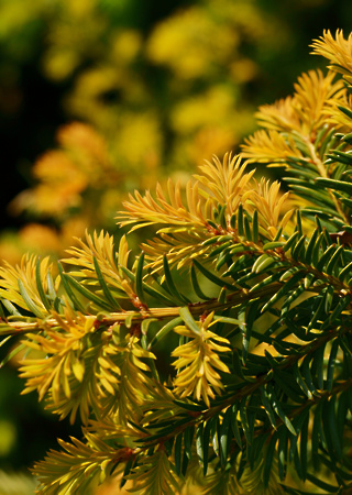 Taxus baccata Aurea