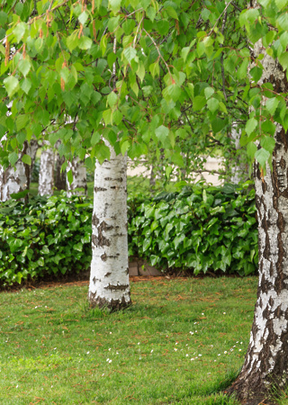 Betula pendula