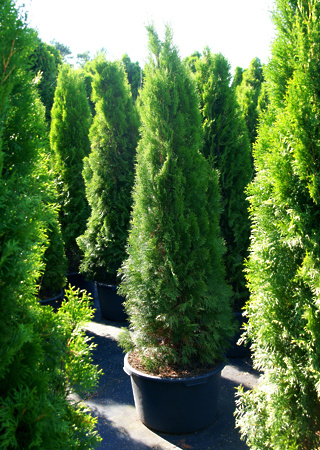 Thuja occidentalis Smaragd