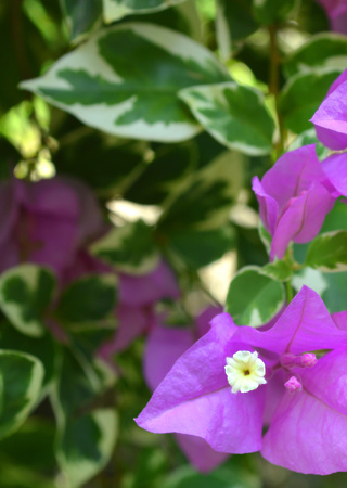 Bougainvillea sp.