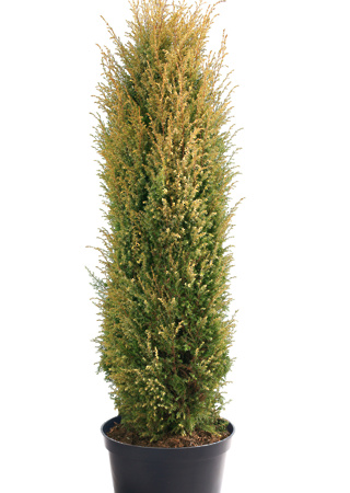 Juniperus communis Gold Cone