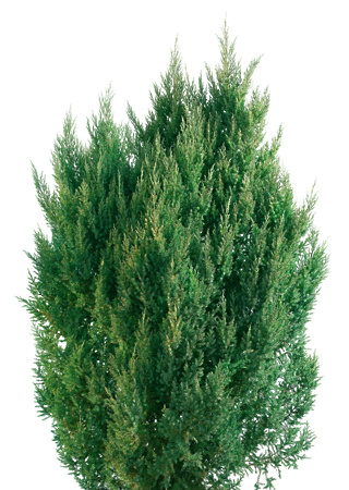 Juniperus media Stricta