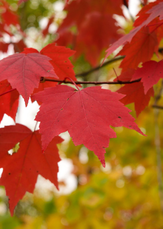 Acer rubrum