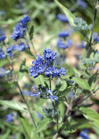 Caryopteris x clandonensis Heavenly Blue