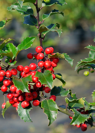 Ilex x meserveae Blue Princes