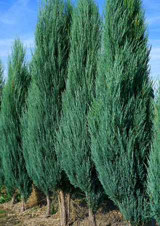 Juniperus scopolorum Blue Arrow